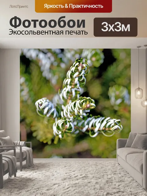 Фотообои Кудрявая ель