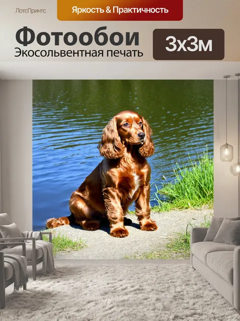 Фотообои кокер-спаниель, сидящий на берегу озера, смотрящий на отражение в воде