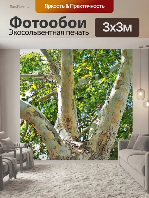 Фотообои ветви платана