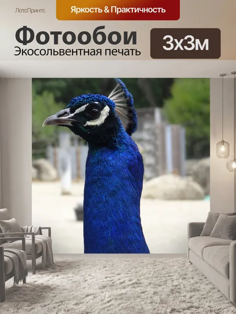 Фотообои Павлин