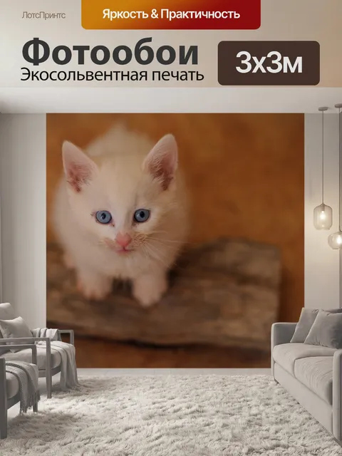 Фотообои Котенок