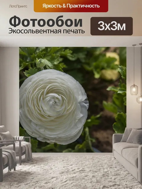 Фотообои Цветок крупным планом белый лютик
