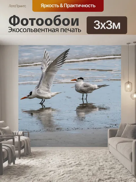 Фотообои крачки на берегу океана