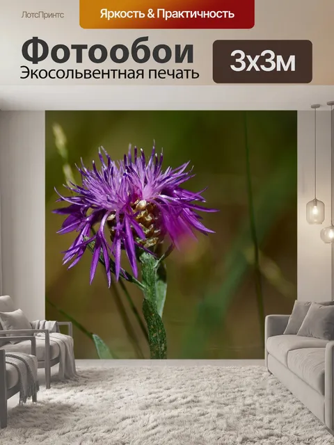 Фотообои Полевой цветок