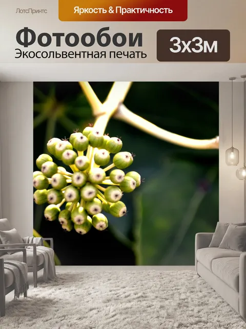 Фотообои Семена деревьев