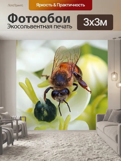 Фотообои пчела сидит на белом орнитигале