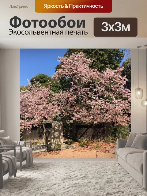 Фотообои Просмотр цветущей сакуры