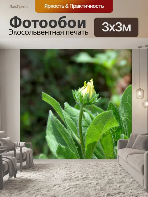 Фотообои Глаз Сьюзен Цветущий