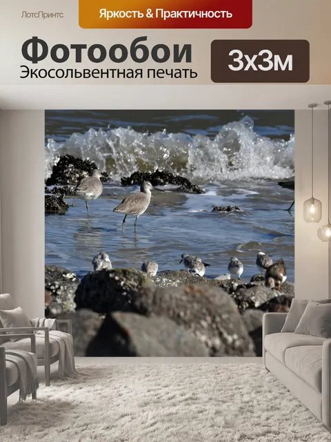 Фотообои песчанки и морские птицы