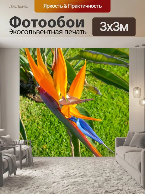 Фотообои Цветок Стрелиция