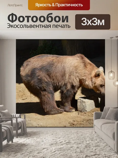 Фотообои Бурый медведь 01