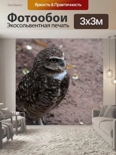 Фотообои Постоянная сова