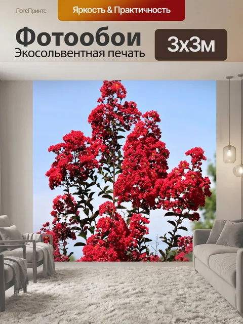 Фотообои Красный креп Миртл расцветает на голубом
