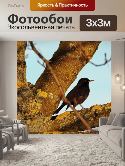 Фотообои Черный дрозд