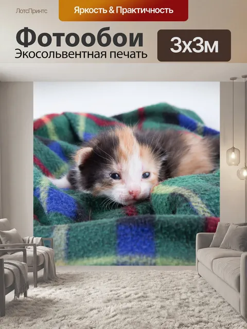 Фотообои Красивая кошка