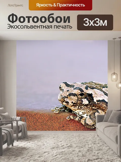 Фотообои Серый фон лягушки дерева