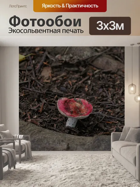 Фотообои Гриб