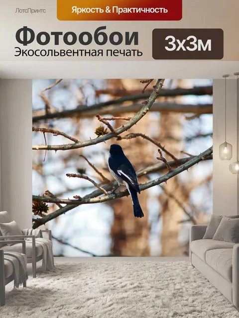 Фотообои Маленькая черно-белая фискальная птичка