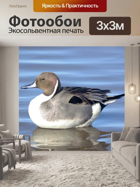 Фотообои Северная шилохвость Anas acuta Duck