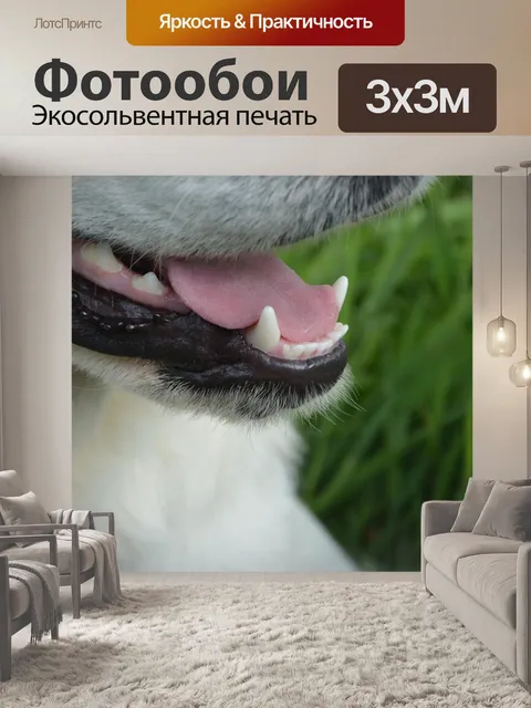 Фотообои Собака crocs белый