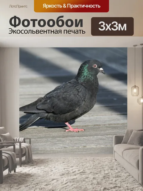 Фотообои Голубь