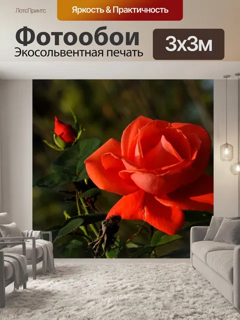 Фотообои Роза
