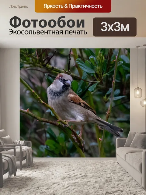Фотообои Воробей