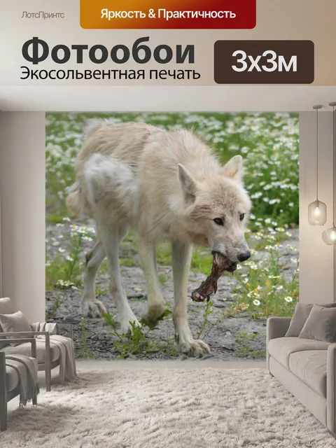 Фотообои Волк 06