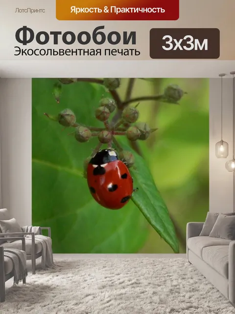 Фотообои Божья коровка