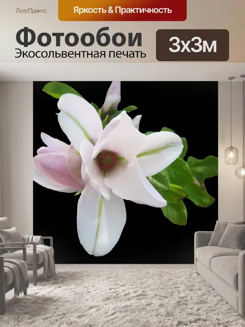 Фотообои Магнолия