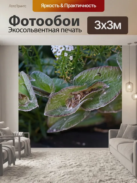 Фотообои пушистая баранина & 039; ушки