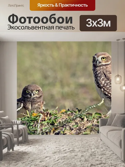 Фотообои Совы