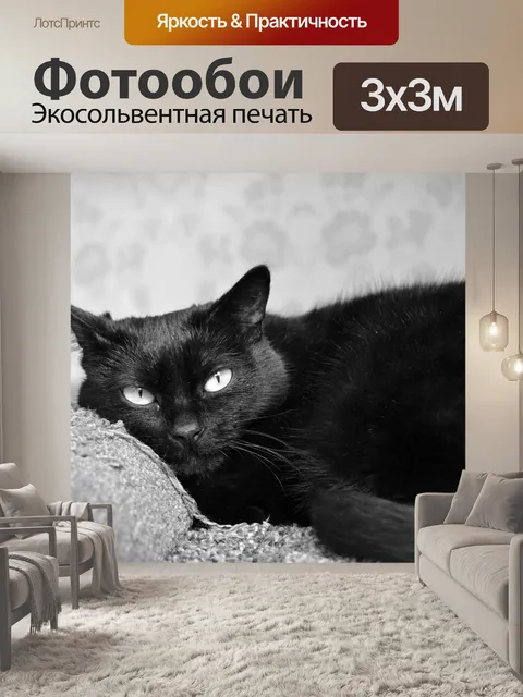 Фотообои Черный кот