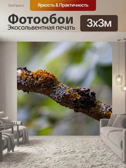 Фотообои Древесный гриб