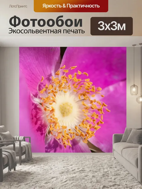 Фотообои Чайная роза