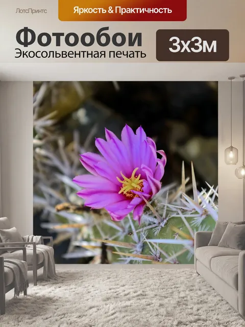 Фотообои Цветок кактуса чолла