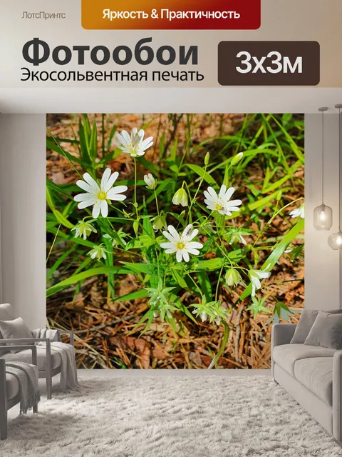 Фотообои Лес