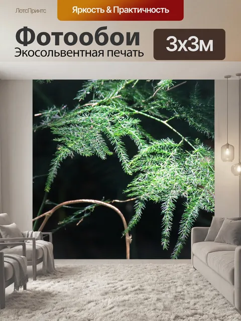 Фотообои свет на прекрасной спарже папоротника