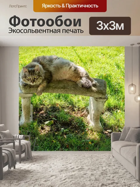Фотообои Мейн кун