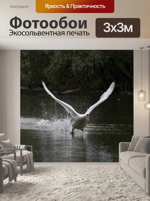 Фотообои Лебедь взлетает