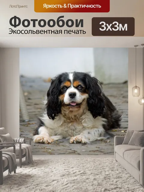 Фотообои Собака