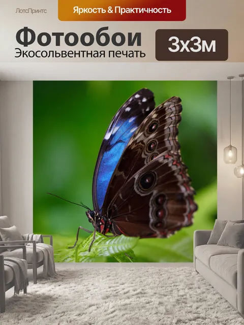 Фотообои морфо бабочки