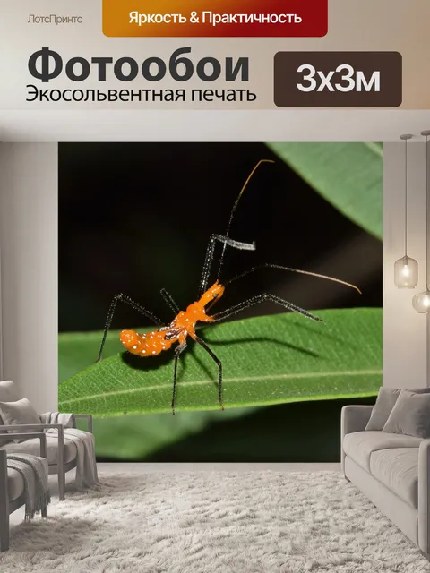 Фотообои Нимфа-убийца