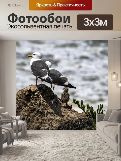 Фотообои семья чаек