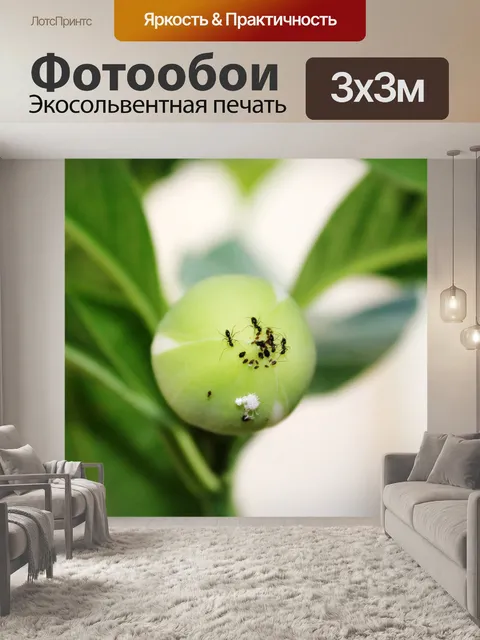 Фотообои черные муравьи на семена