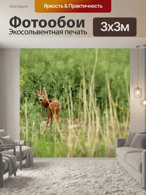 Фотообои Косуля