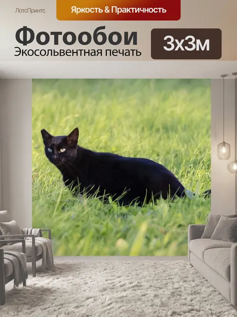 Фотообои Черный кот
