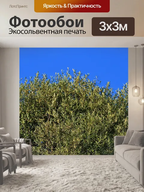 Фотообои дикая маслина против голубого неба