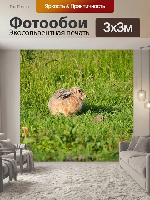 Фотообои Заяц