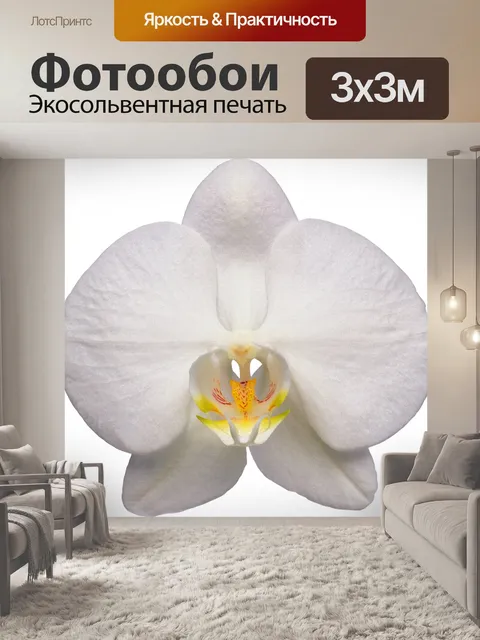 Фотообои Орхидея